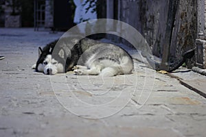 Sad dog lies alone on the street