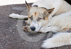 Sad dog lies on the street