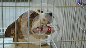 Sad dog locked in cage