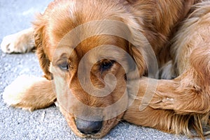 Sad dog look photo