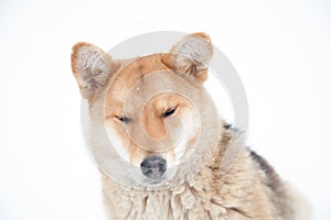 Sad dog look in winter not against white background