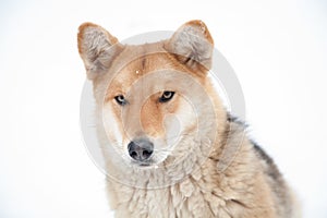 Sad dog look in winter not against white background