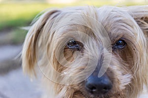 sad dog looking helpless to the camera