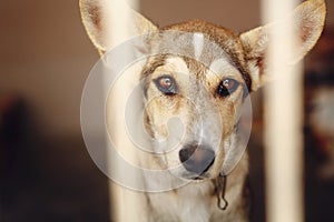 Sad dog looking with unhappy eyes and big ears in shelter cage,