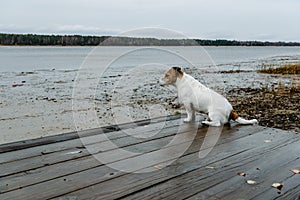 Sad dog looking at winter lake after rain