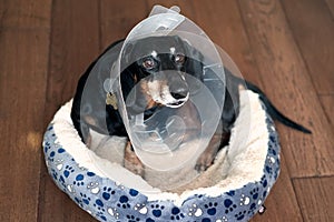 Sad dog lying on a bed sick with vet plastic Elizabethan collar on neck. A dachshund in a dog collar. Treatment of Pets