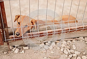 Sad dog lying in cage in shelter