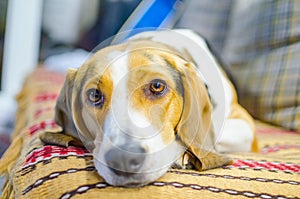 Sad dog lying on the couch
