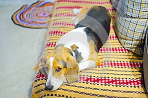 Sad dog lying on the couch