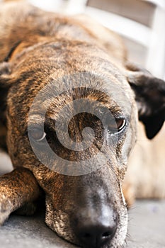 Sad dog lying on floor at home.