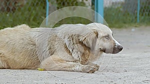 Sad dog lying on the footpath slow motion video