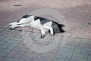 Sad dog lying on the ground / Shocking face of homeless when big cat walk pass stone pavement Dogs Are Waiting For Their Walke