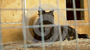 Sad dog lying in its cage in a shelter