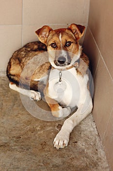 Sad dog lying in shelter cage, sad emotional moment, adopt me co