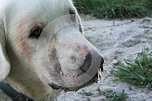 Sad dog with porcupine quills photo