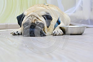 Sad dog pug lying on the floor next to the plate. Concept: feeding a pet, hunger, dogs at home