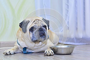 Sad dog pug lying on the floor next to the plate. Concept: feeding a pet, hunger, dogs at home