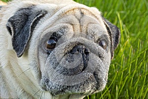 Sad Dog Pug. Pug with a surprised look. dog on a background of green grass