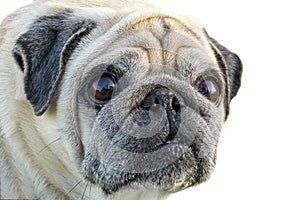 Sad Dog Pug. Pug with a surprised look. dog isolated on a white background