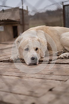 sad dog puppies locked in the metal cage. homeless dog in the dog shelter behind the cage