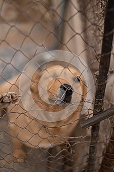 sad dog puppies locked in the metal cage. homeless dog in the dog shelter behind the cage