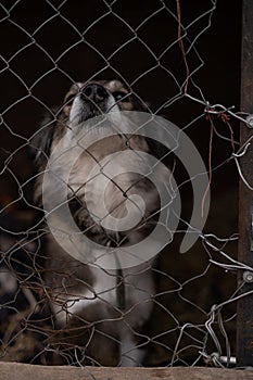 sad dog puppies locked in the metal cage. homeless dog in the dog shelter behind the cage