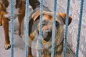 Sad dog puppy in animal shelter