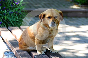 Sad dog sits alone on a park bench photo