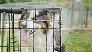 A sad dog sits in a cage. Adopting a pet concept