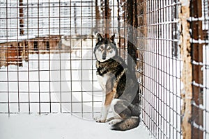 A sad dog sits in a cage outdoors in a snowy forest. Dog shelter. Nursery