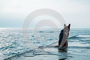 Sad dog sits by the sea and look away