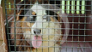 A sad dog sits in a small cage for transportation