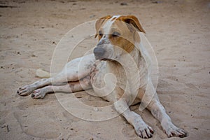 Sad dog sitting on the beach photo