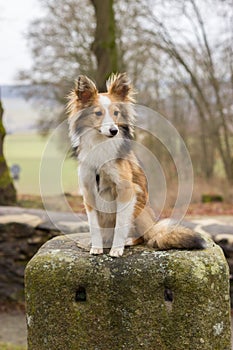 Sad dog sitting on a stone