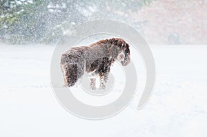 Sad dog in the snow