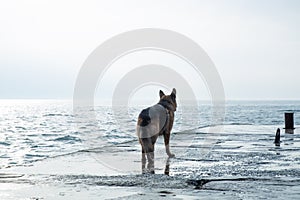 Sad dog stands by the sea and look away