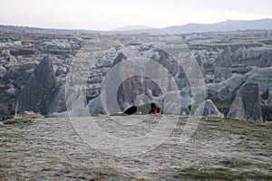 Sad Dog on Top of Rocky Canyon Valley in Front of a city Goreme Cappadocia view in the Mountains of National Park