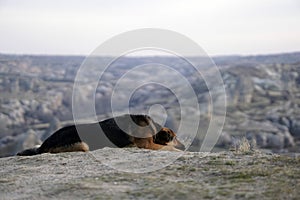 Sad Dog on Top of Rocky Canyon Valley in Front of a city Goreme Cappadocia view in the Mountains of National Park