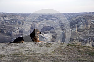 Sad Dog on Top of Rocky Canyon Valley in Front of a city Goreme Cappadocia view in the Mountains of National Park