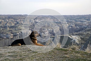 Sad Dog on Top of Rocky Canyon Valley in Front of a city Goreme Cappadocia view in the Mountains of National Park