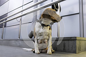 A sad dog is waiting for his owner to return from the store