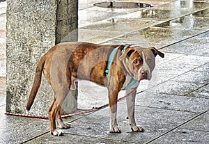 Sad dog waiting its owner on a rainy day