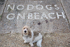 Sad dog wants a beach walk. No dogs allowed sign