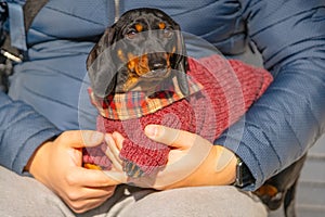 Sad dog in warm sweater clothes sits with owner on walk on bench. Hand in hand