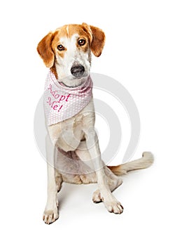 Sad Dog Wearing Adopt Me Bandana