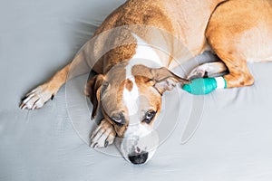 Sad dog with wounded paw in a medical bandage. Portrait of a cute staffordshire terrier resting with hurt leg