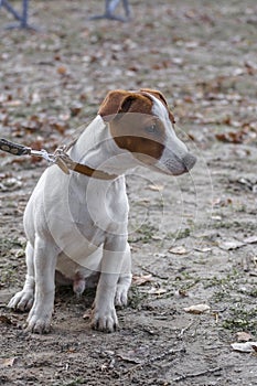 Sad doggy jack russell terrier sits on the ground in waiting