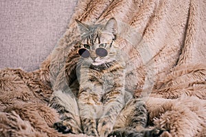 A sad domestic cat in sunglasses is resting on the sofa.