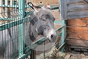 Sad donkey in a cage portrait. Domestic rural animal