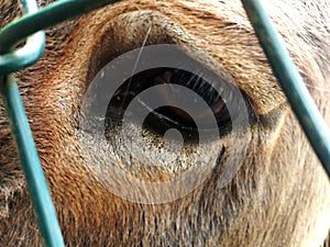 Sad donkey eye behind fence